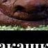 фу какашки с неба летят не мой