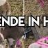 Huntal Mende Available In Hyderabad At Mustafa Goat Farm Specialist In Bannur Baby Sheeps Khilwat