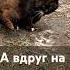 А вдруг на самом деле у меня все зашибись только без симптомно Cat видосыоткота юмор Funnycat