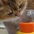 Feeder Puzzle Cats Vs Dogs