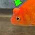 Will I Cut Off Zoro S Tumor