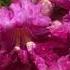 Desert Willow Chilopsis Linearis Outside Sedona Arizona