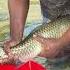 Amazing Big Grass Carp Fish Breeding System Shorts