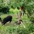 Babi Hutan Dikejar Anjing