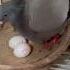 How To Make A Pigeon Nest Kalapati Pigeon Kabootar Kabutar Birdnest Eggbowl Pigeonnest