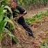 Sorghum Harvest Farmer Sways Through Crimson Fields