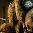 Release The Springtrap FNaF X Dead By Daylight