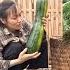 Harvesting Giant Pumpkins At The Farm To Sell Natural Life Ly Vy Ca