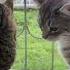 Cat веселыекоты марсик тимоша