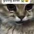 My Cat Died Cat Cats Died Rip Catlover