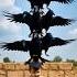 10 Crows Stacked On A Baby S Head You Won T Believe This Shorts