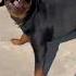 Dog Sound Dog Barking Loud Shorts Viralshorts Trendingshorts