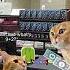 Cat Memes When Math Is Not Mathing Relatable Cat Catshorts Shorts Funny