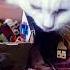 ANGORA Shorts Angora Cat Catlover Cutecat Cute Funny Love Motivation Pets Memes Animals