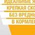 Вебинар Идеальные яйца Крепкая скорлупа и яркий желток без вредных компонентов в кормлении птиц