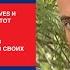 Билайн GSM Скоко вешать в граммах Right Version