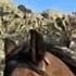 Savage Gringo Action Movie WESTERN Full Length Classic Cowboy Movie English