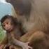 Beautiful And Adorable Baby Monkey Born In Captivity At 5 Days Old Animals Babymonkey