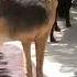 Bear Is No Longer Alone He Is Stronger And We Moved Him To The Senior Area Takis Shelter