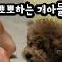 누나 발 핥고와서 나한테 뽀뽀 해줬던 개아들 Shorts 개아들 Funny Dog Cute 웃긴