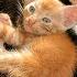 Kitten Cute Meowing Kitten Calling For Mom Cat Play With Dogs Fishes Chickens