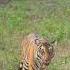 Feeling Incredibly Lucky To Witness A Tiger Roaming Freely On The Road In Kakanakote Kabini Reels