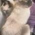 Буся коли запрошують до церкви Busya Is Invited To Church Cat бусінка Kitten буся Cute