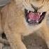 Dangerous Lion Cub In Angry Mood Nouman Hassan