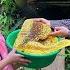 TU Eagerly Prepares For Giving Birth DAU Harvested A Lot Of Honey To Soak As Flu Medicine