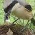 Birds Sound Bird Grey Backed Shrike Feeding Their Babies In The Nest Birds Birds