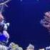 REEF TANK ADDICTION PILOT Season 1 Episode 1