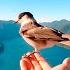 Golec Uorkiestra Edward Maya Nie Ma Nic Instr Cover Dariusz Ejdys New Italo Disco Remix