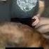 Из нападения в мимими шандор немецкийбоксер собакабоксер Boxerdog приколысживотными захват