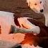 Woman Rescues Baby Horse Who S Never Been Touched By Humans The Dodo