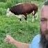 Rufus Update Rufusthebull Cow