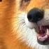 Алиса лиса Злая лиса Evil Fox