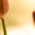 Adagio Con Amore