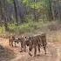 W Mark And Her Cub From Tadoba Junona Buffar Zon In Chandrapur Maharashtra