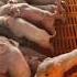 The Sow Gives Birth Sow Boar Baby Piglets Short