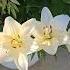 White Lily Song Jhankarhits Hindisong Love Flowers Lily Garden