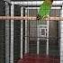 Lovebird DJIWO Birahi Tinggi