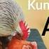 KUMPULAN VIDEO AYAM KAWIN 2024 Ayamjago Rooster Kokokayam Ayamjagokukuruyukaja