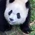 Love Love Let Me See What Ee S Are There Giant Panda Yu Ke Yu Love Come Here To Suck Pandas I M