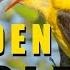 Bird Sounds Golden Oriole Call Birds Singing