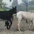 HORSE AND DONKEY For Educational Purposes Only