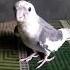 Cockatiel Sexy Whistle