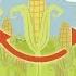 Nature S Smallest Factory The Calvin Cycle Cathy Symington