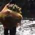 Pifa Peach Palm Crossing River