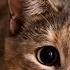 The 41 Most Unexpected Cat Jumps Of All Time