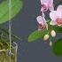 No Soil No Watering Orchids Grow Roots All Year Round